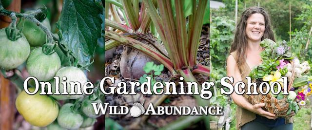 tomatoes ripening, beets, and a basket of vegetables with a smiling gardener