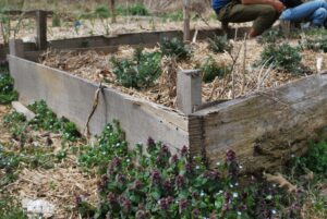 chickweed next to a raised bed