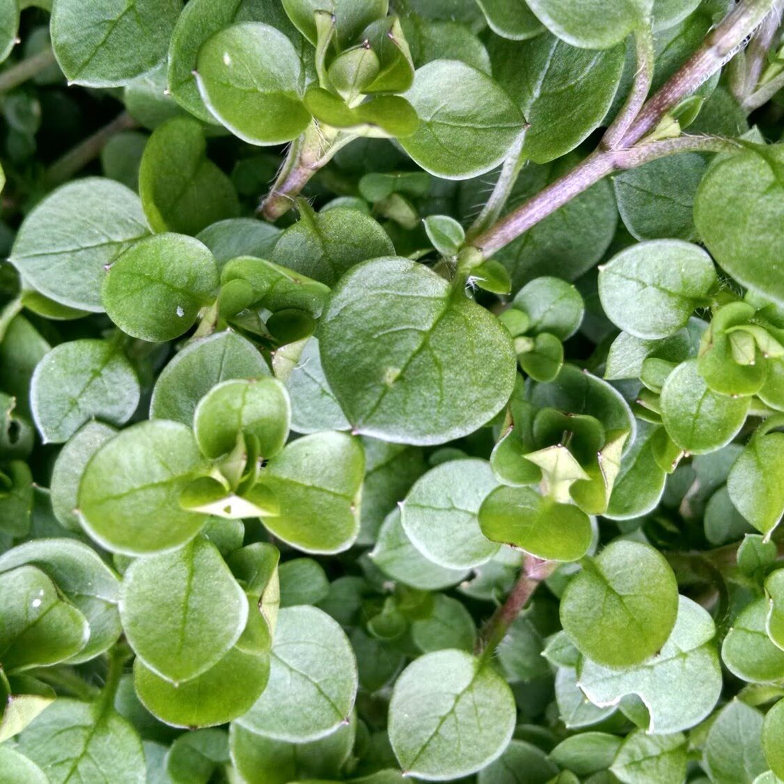 https://www.wildabundance.net/wp-content/uploads/2016/04/chickweed-1126x1126.jpg