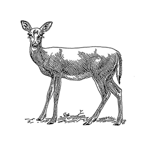deer drawing