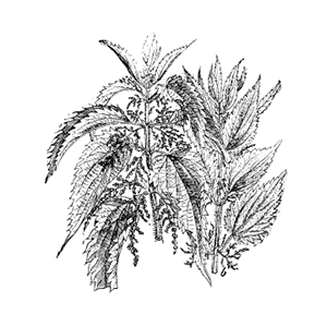 stinging nettle botanical illustration