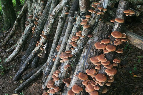 shiitake mushrooms fruiting on hardwood logs