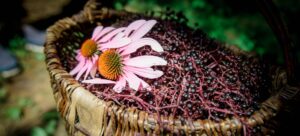 basket full of elderberries with echinacea flowers on top