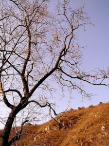 American persimmon tree in the fall with no leaves