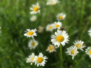 oxeye daisy flowers