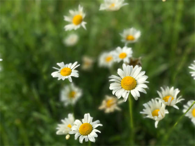 oxeye daisies