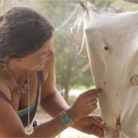 smoking a deer hide during brain tanning