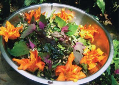 wildcrafted salad with orange daylily flowers