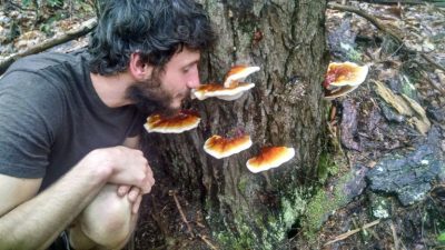wildcrafting reishi medicinal mushrooms