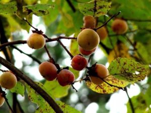 american persimmon fruits closeup