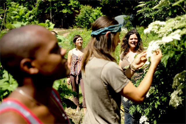 herbal apprentices working in the garden picking elder flowers