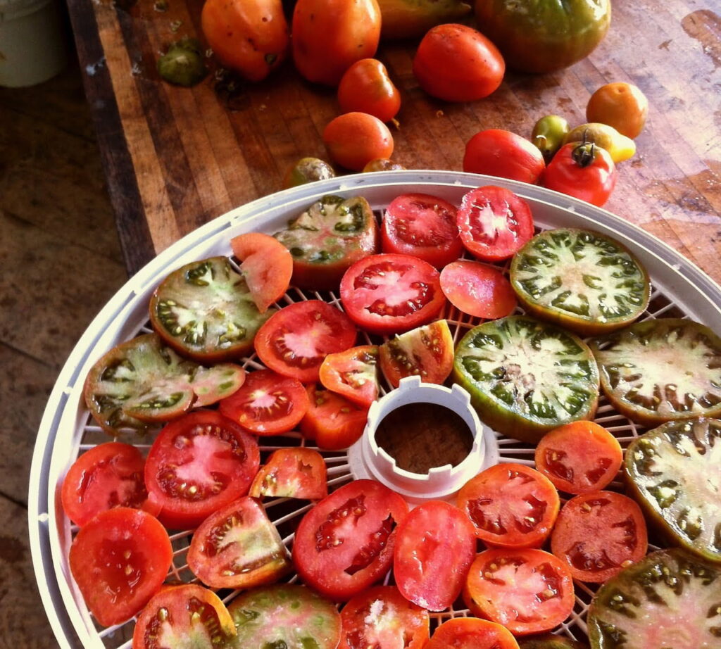 drying tomatoes to preserve the harvest