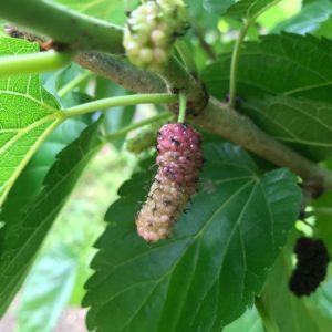 mulberry fruit ripening on a mulberry tree