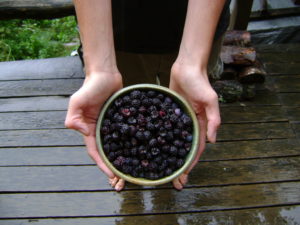 hands holding a bowl full of mulberries