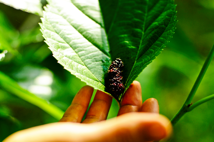 Home  Mulberry Tree Learning Collective