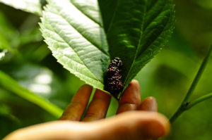 mulberry from a mulberry tree in a leaf with hand