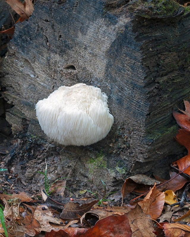 Lion's mane mushroom growing on a stump