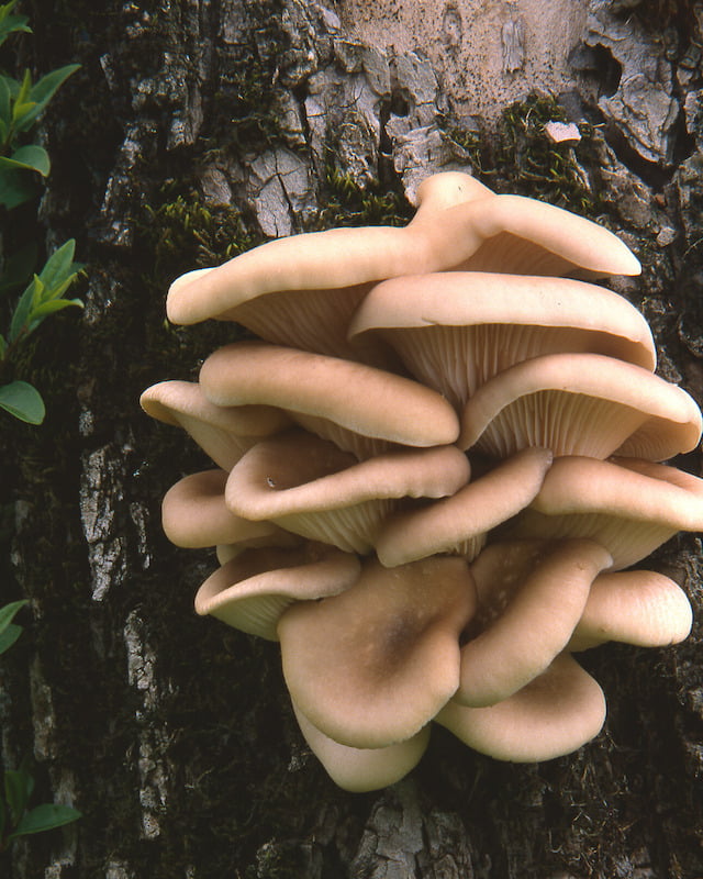 Oyster Mushrooms growing on a tree