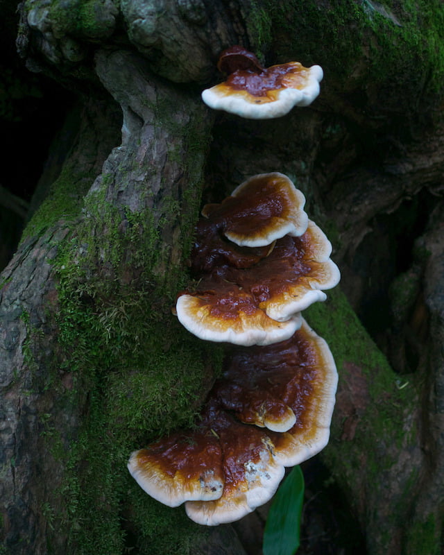 Reishi mushroom growing on a tree