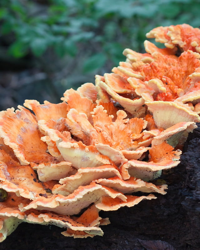 Chicken of the woods growing on a log