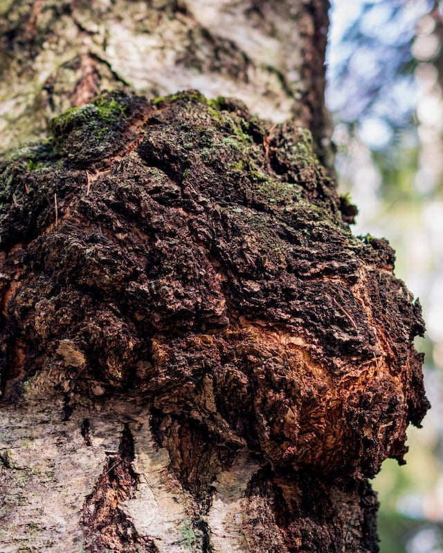 Chaga growing on a tree