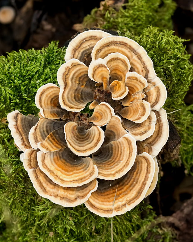 Turkey tail mushroom growing on a mossy log