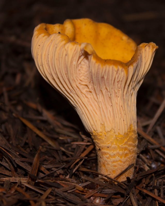 Chanterelle Mushroom growing on the ground