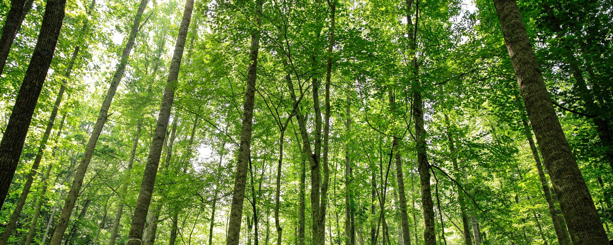 Forest at Wild Abundance