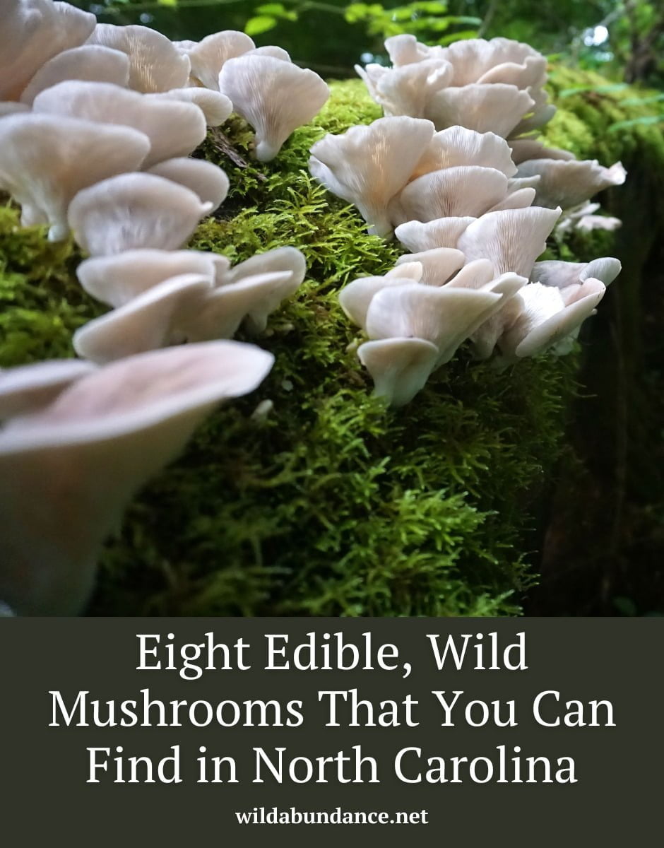 8 Edible Wild Mushrooms That You Can Find in North Carolina