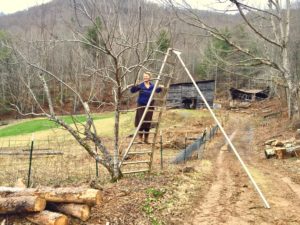 How to prune a fruit tree from an orchard ladder