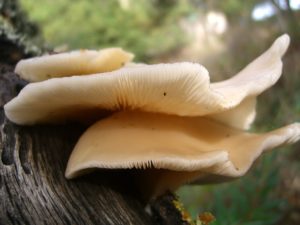 oyster mushrooms
