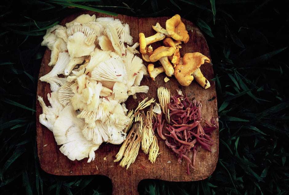 Wild Mushrooms collected in North Carolina cut up on a cutting board