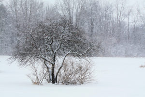 a dormant fruit tree in winter snow