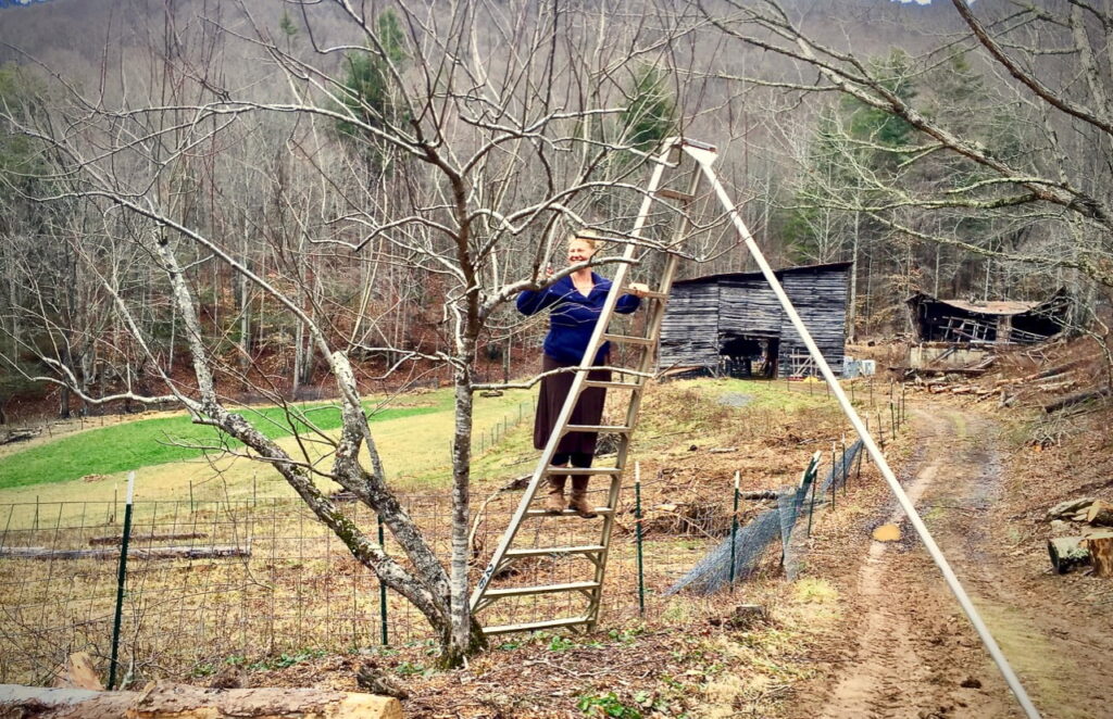 Woman on an orchard ladder pruning and apple tree in winter