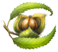 Chestnut School of Herbal Medicine logo