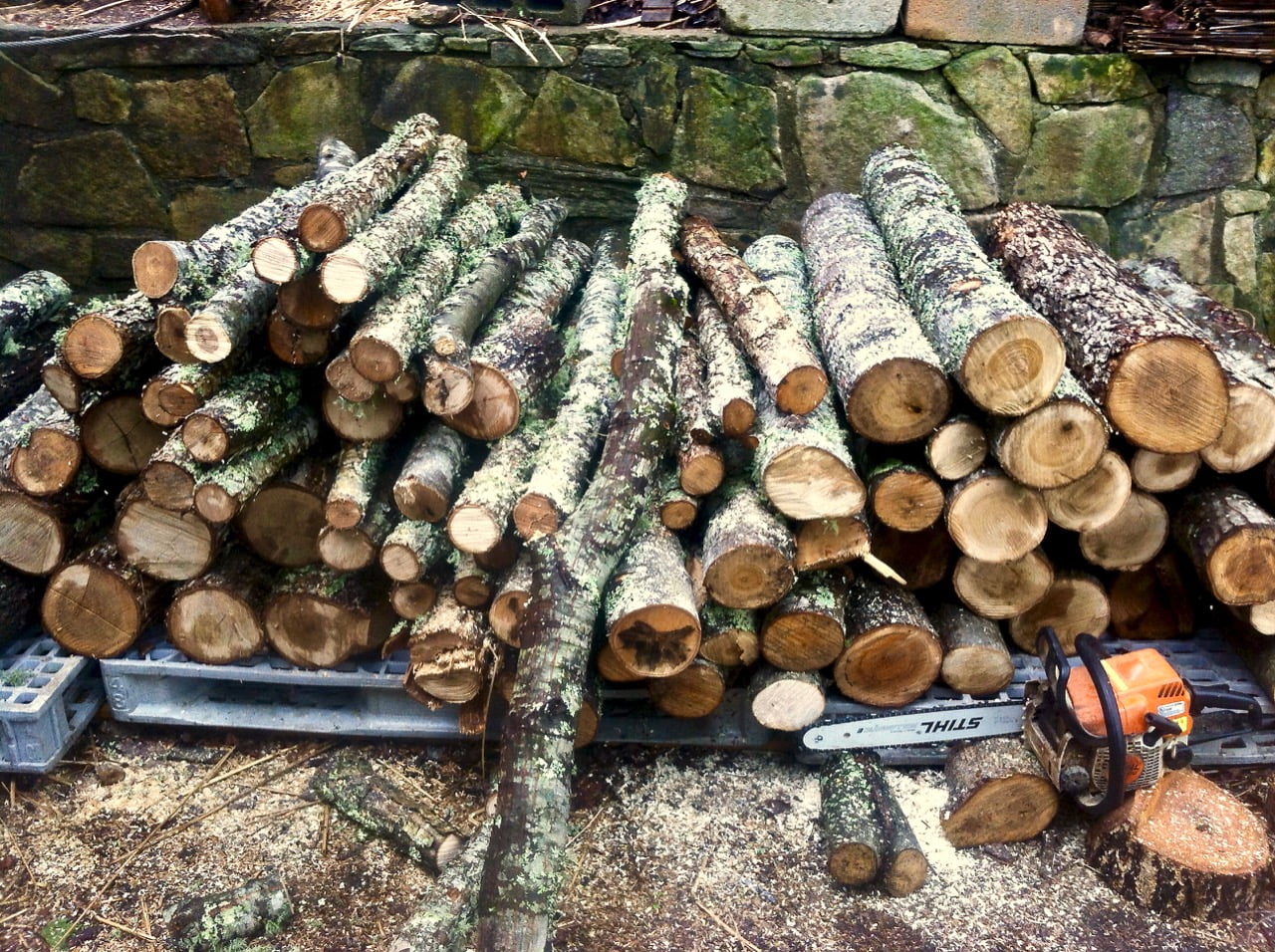 logs for growing mushrooms