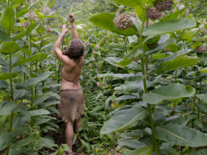 Natalie Bogwalker gathering milkweed