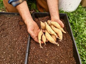 ideal sized tubers for growing sweet potato slips