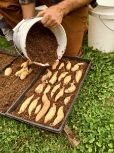 covering tubers to grow sweet potato slips