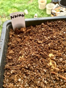 seedling trays used to grow sweet potato slips