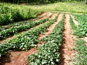 field of sweet potatoes