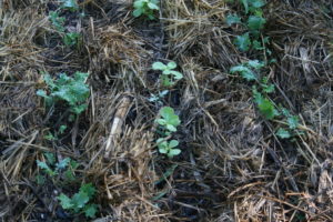 kale and peas thinned and mulched