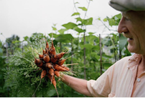 direct sowing grows better carrots