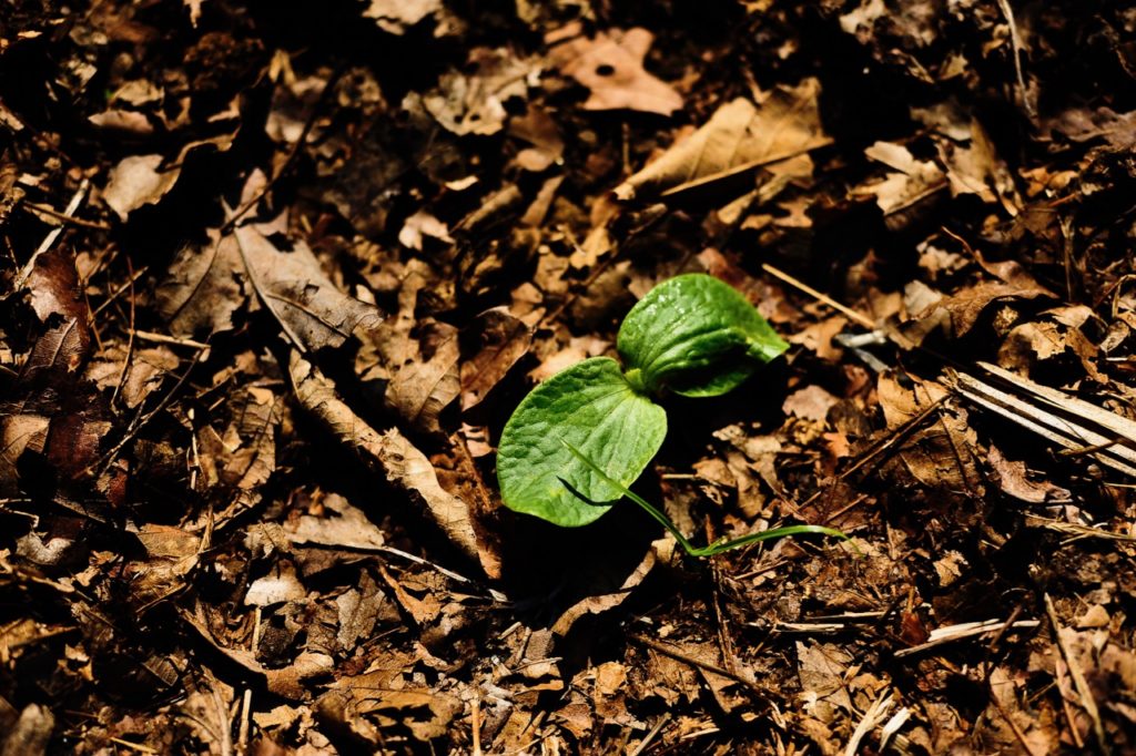 Direct Sowing in 5 Steps | Wild Abundance