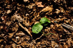 direct sowing of cucumber plant