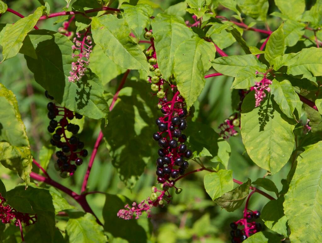 pokeweed berries seen up close when purple