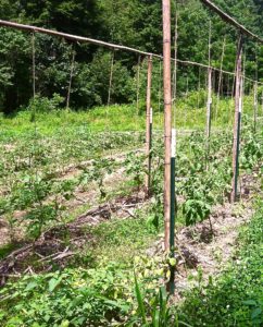 how to stake tomatoes with a string trellis