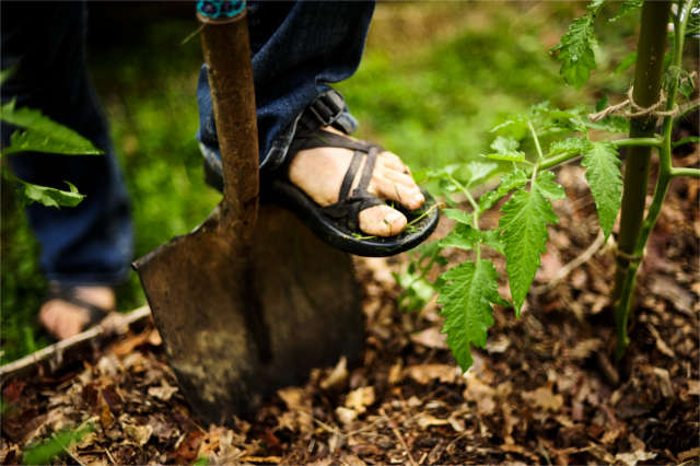 digging in a garden in summer