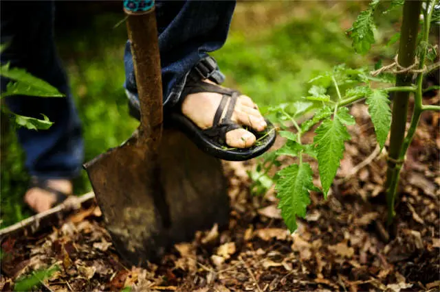 digging in a garden in summer