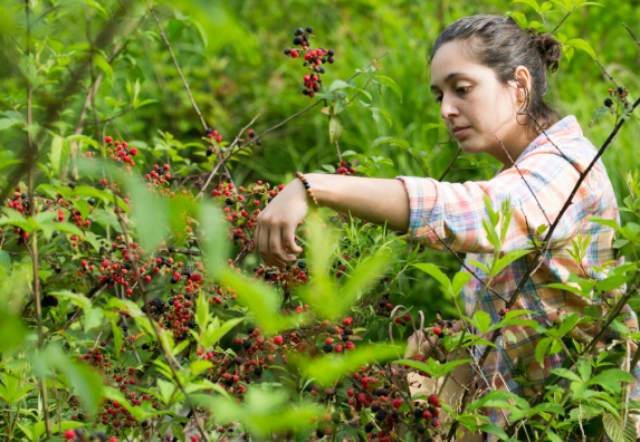 wild abundance apprentice harvesting blackberries